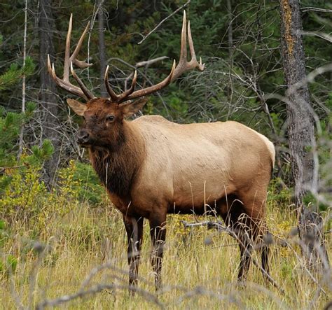 10 Truly Fascinating Facts About Moose Discover Walks Blog