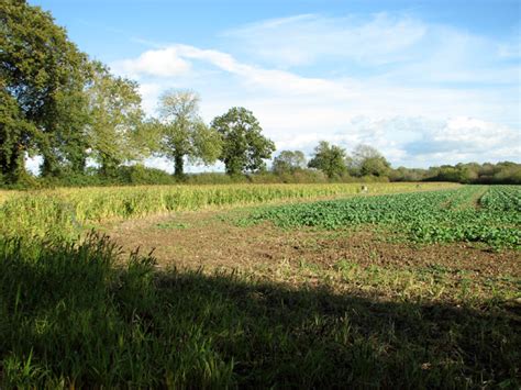 Trees Growing Along A Field Boundary Evelyn Simak Cc By Sa 2 0