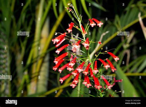 Russelia Equisetiformis The Fountainbush Firecracker Plant Coral