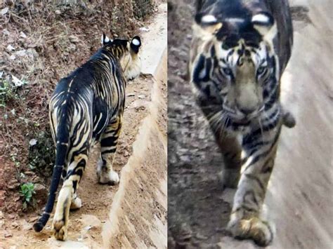 Extremely rare "Black Tiger" spotted roaming in Odisha