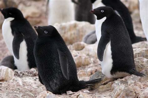 🔥 Melanistic Adele Penguin 🔥 : r/NatureIsFuckingLit