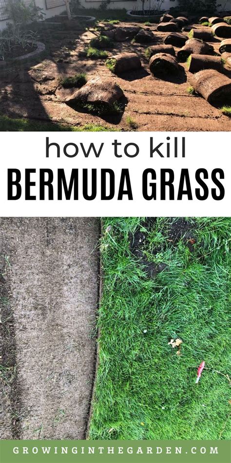 How To Kill Bermuda Grass Without Chemicals Before Planting A Garden