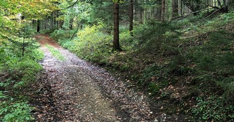 Gravel Durch Den Wald Rennrad Gravel Und Bikepacking