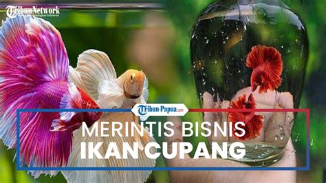 Berawal Dari Hobi Kini Rina Liem Merintis Usaha Ikan Cupang Di