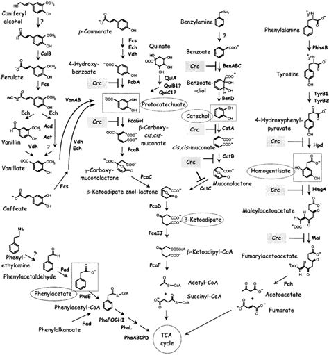 Catabolic Pathways For Aromatic Compounds Identified In P Putida