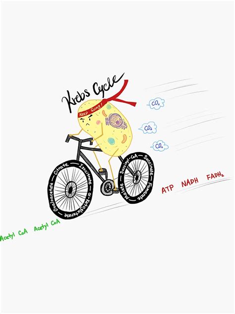 "Krebs Cycle" Sticker by macsciww | Redbubble