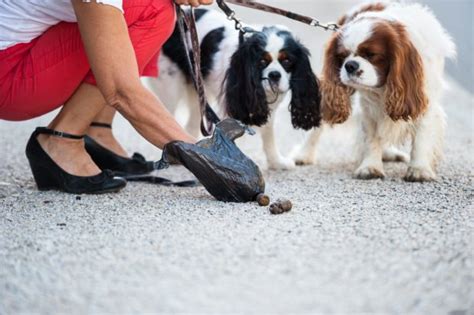 Déjections canines aucune impunité et sanction immédiate Ville de