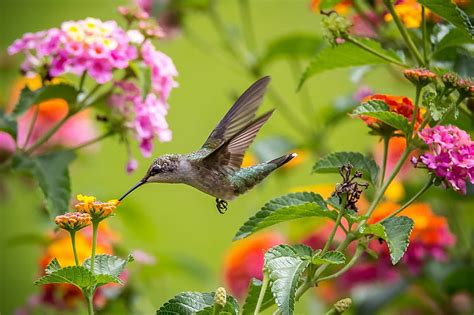 Colibr Flores Alas P Jaro Volador Fondo De Pantalla Hd Smartresize