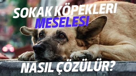 BAŞIBOŞ SOKAK KÖPEKLERİ İTLAF EDİLMELİ Mİ YouTube