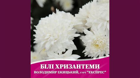 Білі хризантеми - YouTube
