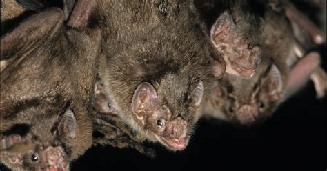 Vampire bats hunt and eat with trusted buddies, study shows - CBS News