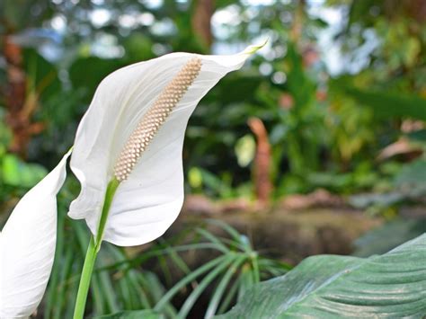 Peace Lily Fertilizer: What Is The Best Fertilizer For Peace Lilies ...