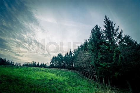 Pine trees on a green field | Stock image | Colourbox