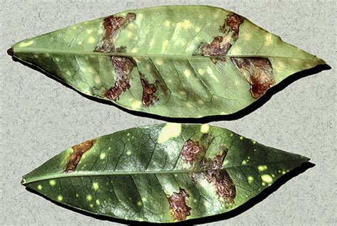 Bacterial leaf spot | Croton | plantsdb