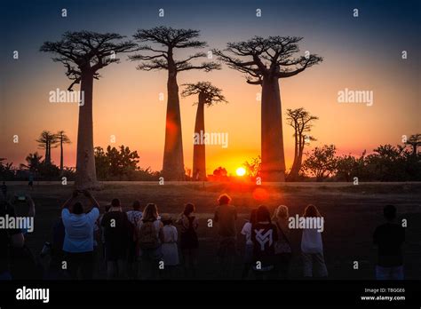 The baobab tree in Madagascar Stock Photo - Alamy