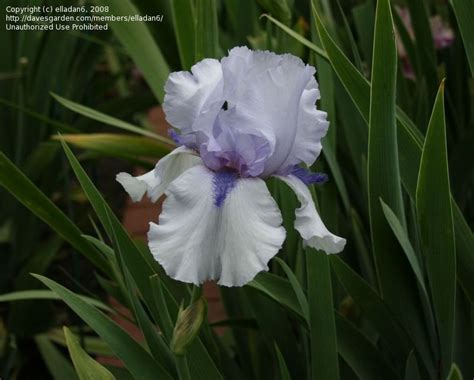 Plantfiles Pictures Tall Bearded Iris Alien Mist Iris By Langbr