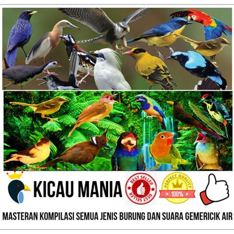 Jual Masteran Kompilasi Semua Jenis Burung Kicau Dan Suara Gemericik