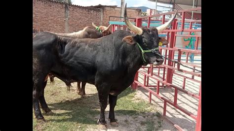 Rancho El Guamuchil En Vivo Vs Los Intocables Del Ni O De Oro Desde