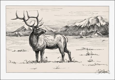 Bull Elk Drawing at GetDrawings | Free download