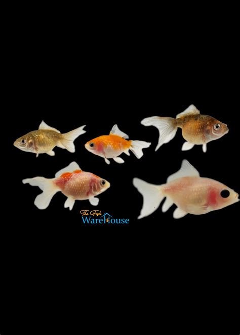 Assorted Pearlscale Goldfish (Carassius auratus) - The Fish Warehouse