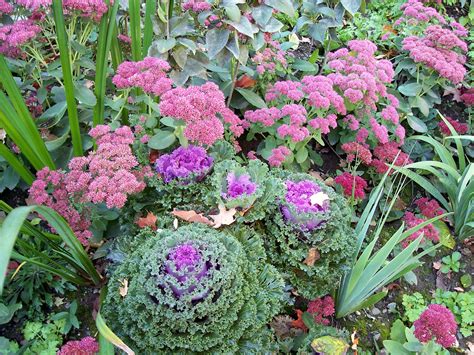 Sedum Autumn Joy Companion Plants - Plants BQ