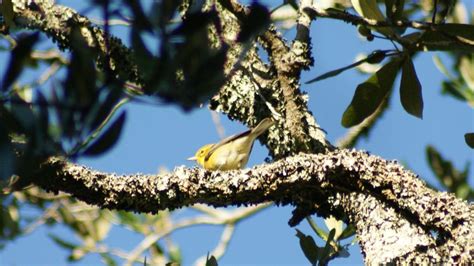 Birds are making their annual migration down South | wltx.com