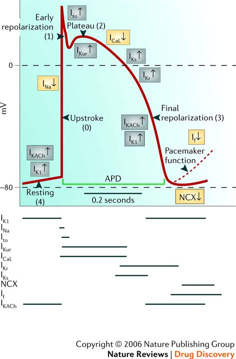 Action Potential Phases