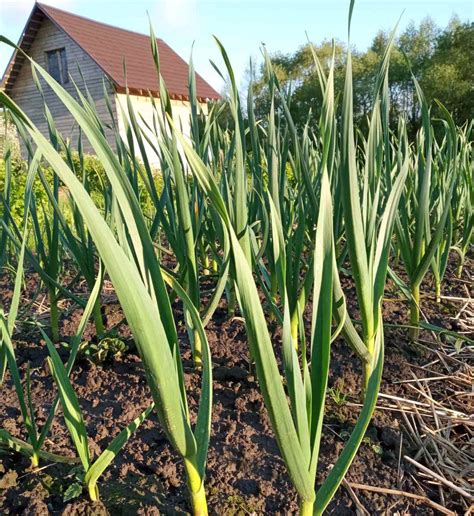 Чем подкормить чеснок в июне для крупных головок? | Procvetok | Дзен