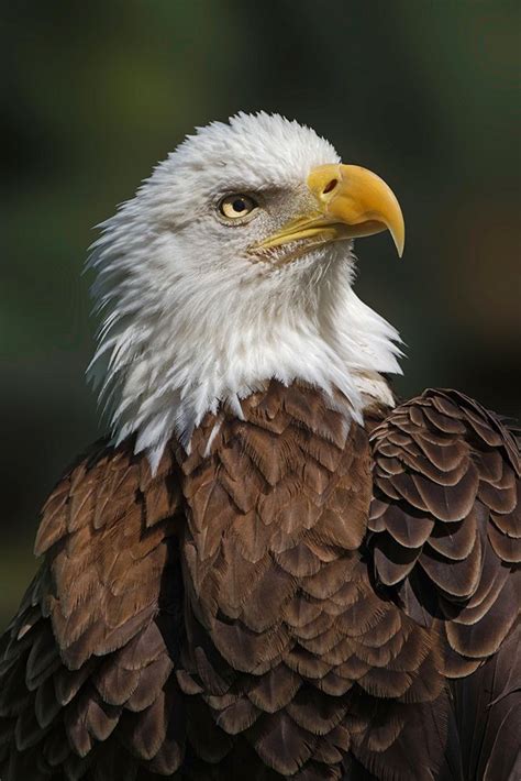 Somerset House - Images. BALD EAGLE-FLORIDA