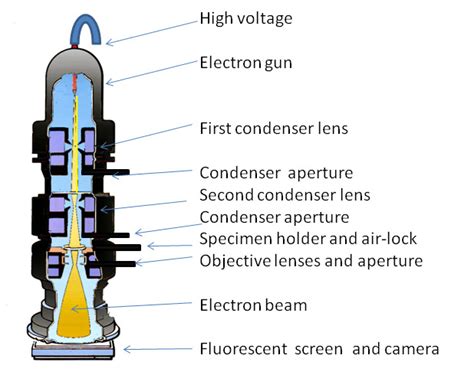 Transmission Electron Microscope Vs Scanning Electron Microscope