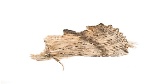 Pale Prominent Pterostoma Palpina Moth Insects Parasol