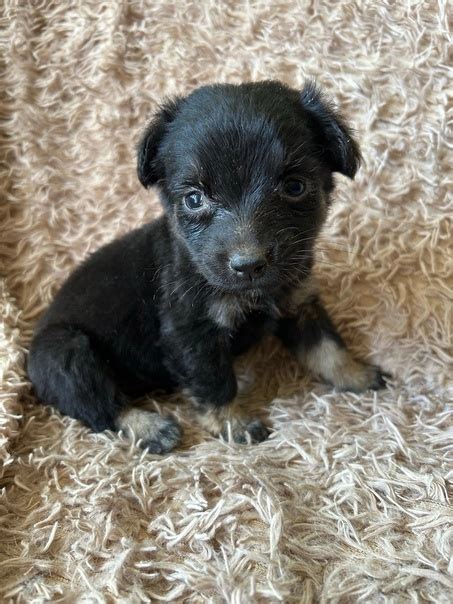 Щенки от маленькой собачки ищут дом殺 Остались девочки. Очень смышленные ...