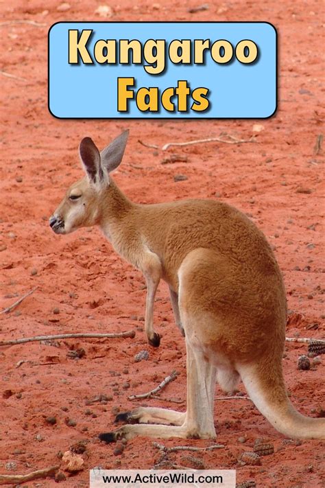 Facts About Animals For Kids