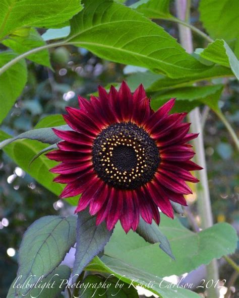 Pin De Renee Freidin Em Sunflower Girass Is Margaridas Paisagem Flores