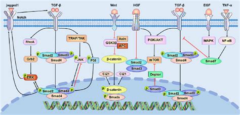 Crosstalk Between Tgf βsmad And Other Pathways In Tissue Fibrosis