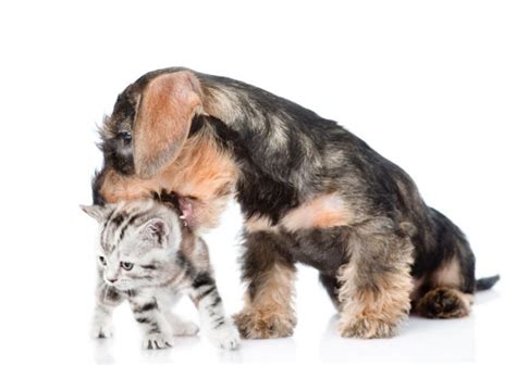 Frechdachs - Der Tierprofi in Ludwigshafen