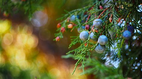 Wallpaper Sunlight Depth Of Field Nature Plants Branch Fruit