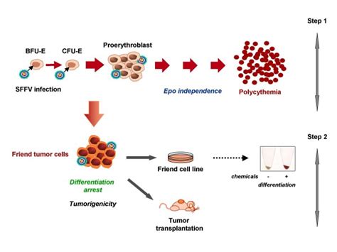 Friend Erythroleukemia Is A Two Step Disease The Target Cell For Sffv