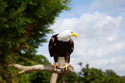 Fonds D Ecran Oiseau Aigle Pygargue T Te Blanche Branche Voir Animaux