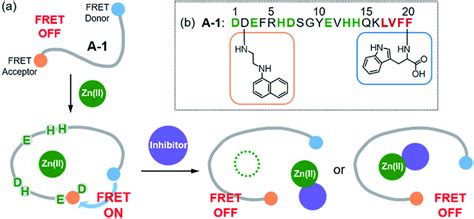 Design Principle And Sequence Of The Fret Based Probe A A Fret