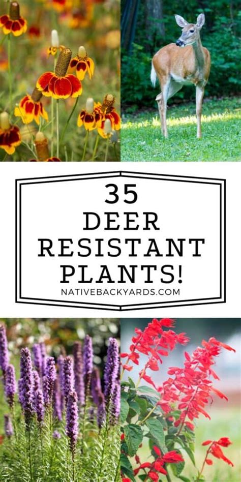 Top 35 Texas Deer Resistant Plants - Native Backyards