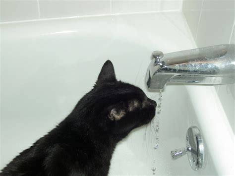 Motivi Per Cui Il Gatto Beve L Acqua Dal Water