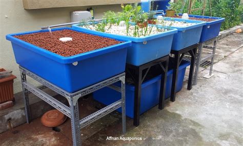 Build A Basic Aquaponics System