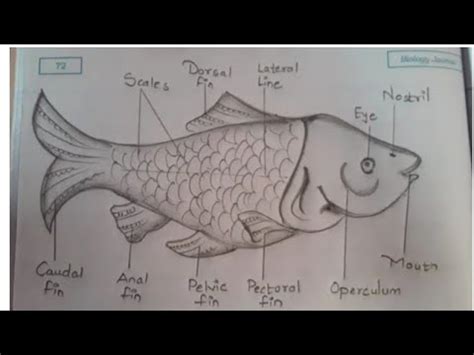 How To Draw A Labeo Rohita Rohu Fish Mrunali YouTube