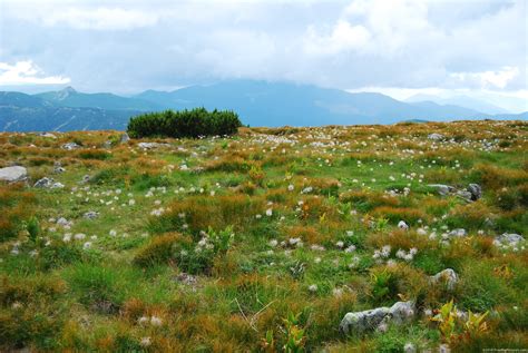 Alpine Grassland