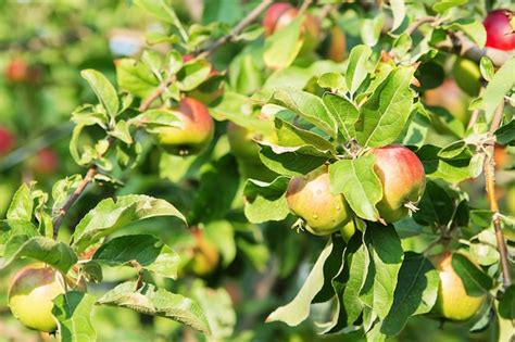 Frutos De Manzana Que Crecen En Una Rama De Manzano En Huerto Foto