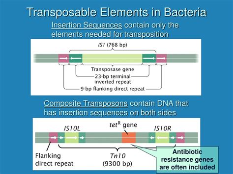 PPT - Transposable Elements PowerPoint Presentation, free download - ID ...