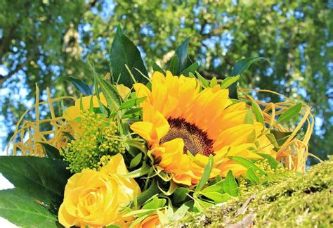 Free picture: sunflower, flora, summer, nature, leaf, rose flower