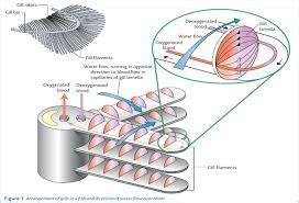 diagram  exchange quizlet