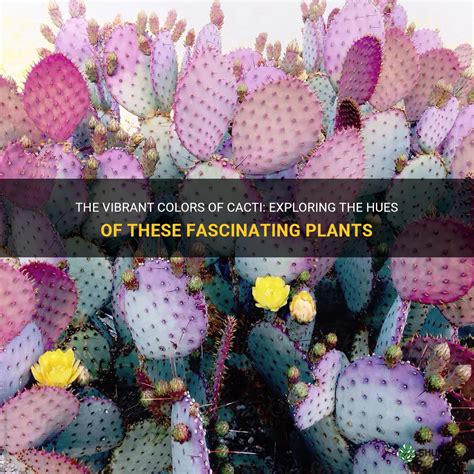 The Vibrant Colors Of Cacti Exploring The Hues Of These Fascinating